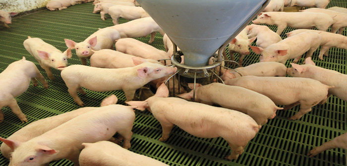 The cost of producing pigs remains high