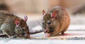 New rodenticide controls rat infestations ‘in just seven days’ Rat eating