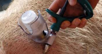 AHDB event to focus on getting the most from pig vaccination pig vaccination