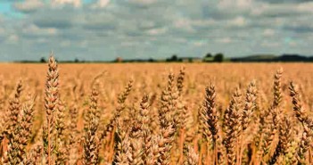 The effects of the hot summer will be long-lasting, thankfully they only come around every 40 years or so shutterstock_1146170189
