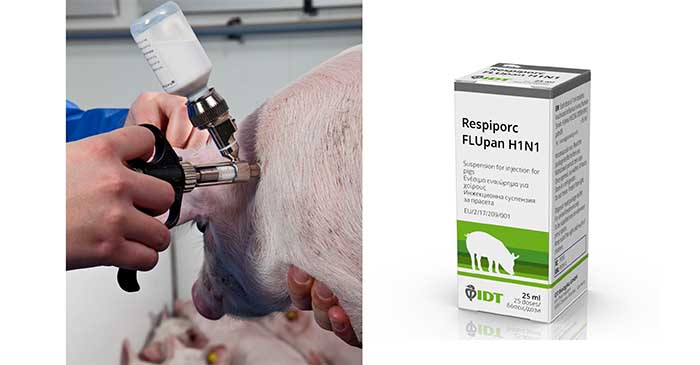 New vaccine protects pigs against pandemic flu strain | Pig World