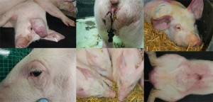 African swine fever signs montage