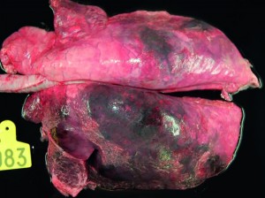 Acute pleuropneumonia