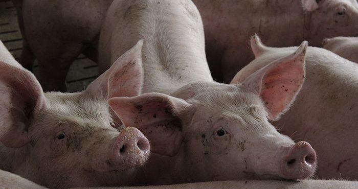 Pig World - UK pig industry news | farming | events | jobs