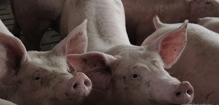 Performance in rearing and finishing herd worsens Finisher pigs