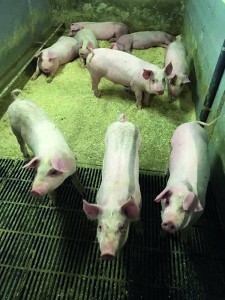  High health pigs in Finland