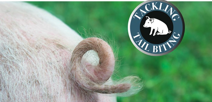 Pig Tail with logo