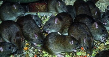 How producers can identify rodenticide resistance on farm Group of rats