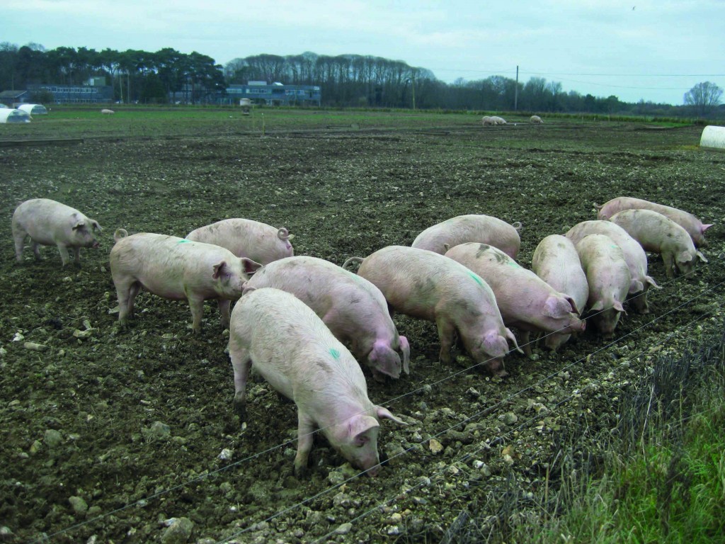 Risks of commercial pigs becoming exposed to the virus include contact between farms and with feral pigs