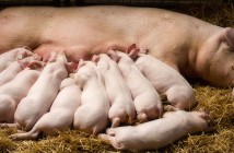 Sow with piglets nursing