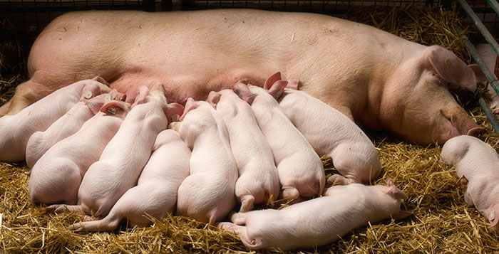 Sow-with-piglets.jpg
