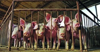 Pig production in China is forecast to fall in 2019 as a result of ASF