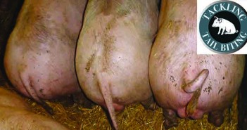Raising the alarm The TailTech project will test the theory that low tails indicate a tail biting outbreak
