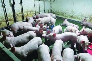 Toys for environmental enrichment, hung from chains, are provided for the pigs