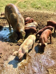 Getting people management right determines how pigs are cared for and perform