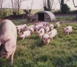 British Lop Sow & piglets (159)