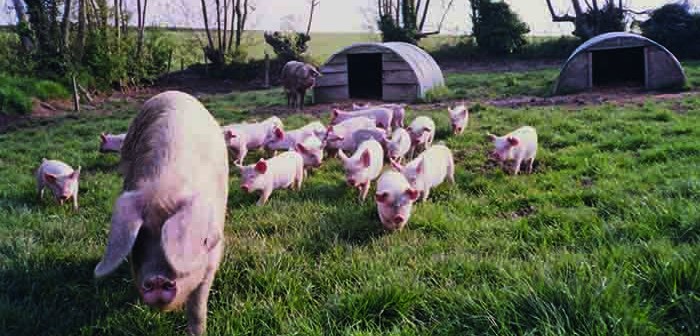 RBST British Lop Sow & piglets (159)