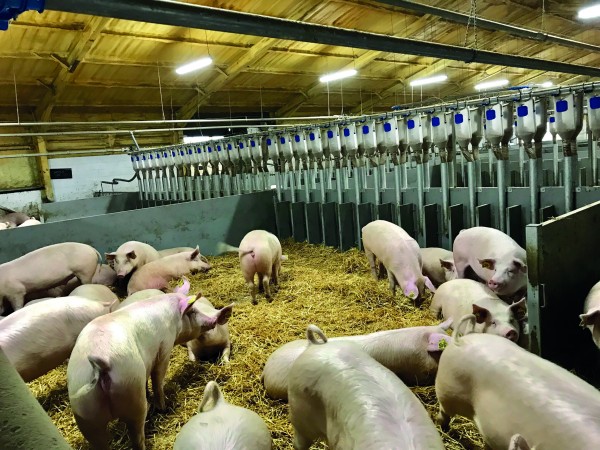 The GMU synchronisation pens have a trickle-feeding system to enable individual feeding