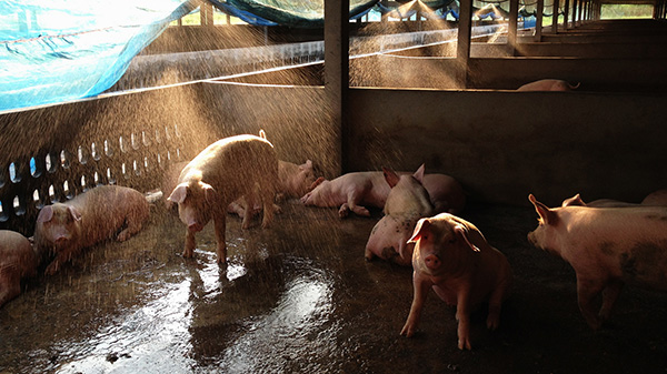 Pigs are much more sensitive to heat than other animals