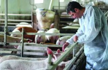 The Pig Health and Welfare Council is keen to engage the unengaged to use good biosecurity each and every time