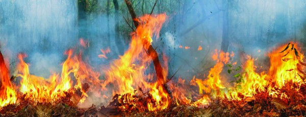 The horrific Amazon rainforest fires that blazed during August have-intensified the spotlight on deforestation for Brazilian agriculture
