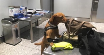 NPA urges Prime Minister to take steps to improve UK defences against African swine fever ASF sniffer dogs