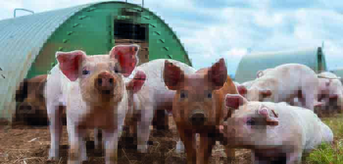 Piglets fed on Vida diets