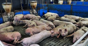 What’s the vision? Modern Company for pigs_3