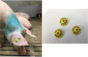 Two technologies are used in AHDB’s Precision Pig project LF, as used in sheep, and UHF, pictured. The principles of use are the same