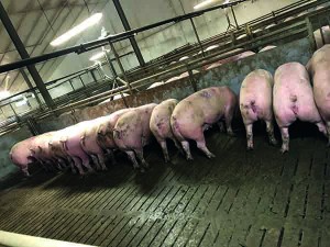 Loose sow housing in Ireland – Angela was able to compare systems across the world
