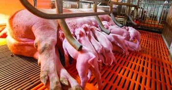 Unrealistic to ban farrowing crates by 2027 – NPA farrowing crate