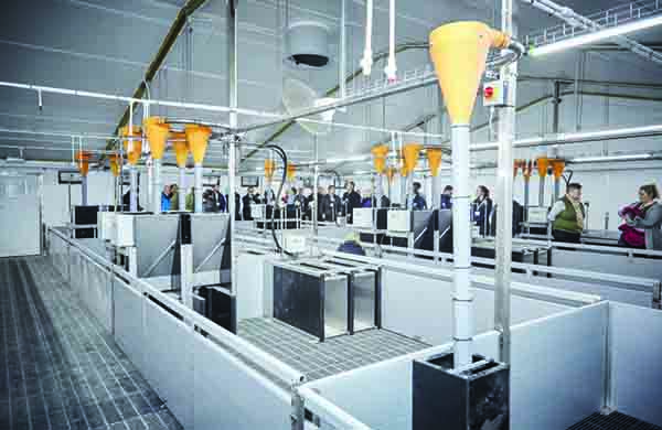 In the nursery, there are free access precision feeders and drinkers that recognise each pig by its ear tag