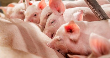 LivaPig improves piglet vitality