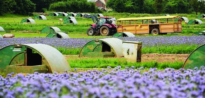 Mark and Paul Hayward will be planting 34ha of nectar-rich plants across their farm for the fourth successive year