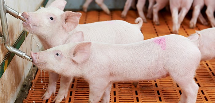 Sick pigs will usually drink, even if their appetite for feed is reduced