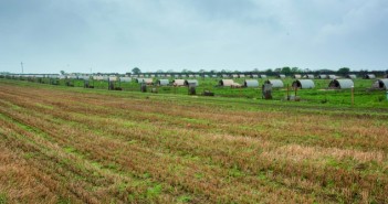 The mutual benefits of outdoor pig production Outdoor farrowing paddocks with good green cover help to reduce surface run-off