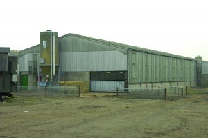 OLD pig building