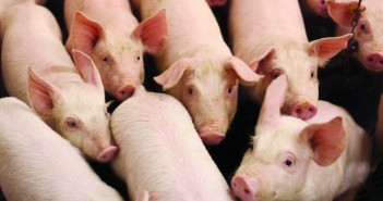 Let’s hope the customers remember who served them so well Pigs