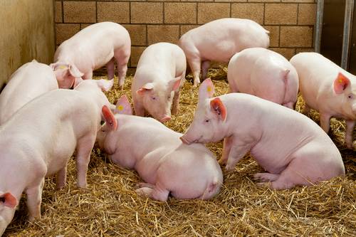 Initiative launched to encourage proactive disease control among pig producers