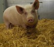 Pig in Pirbright ASF vaccine trial