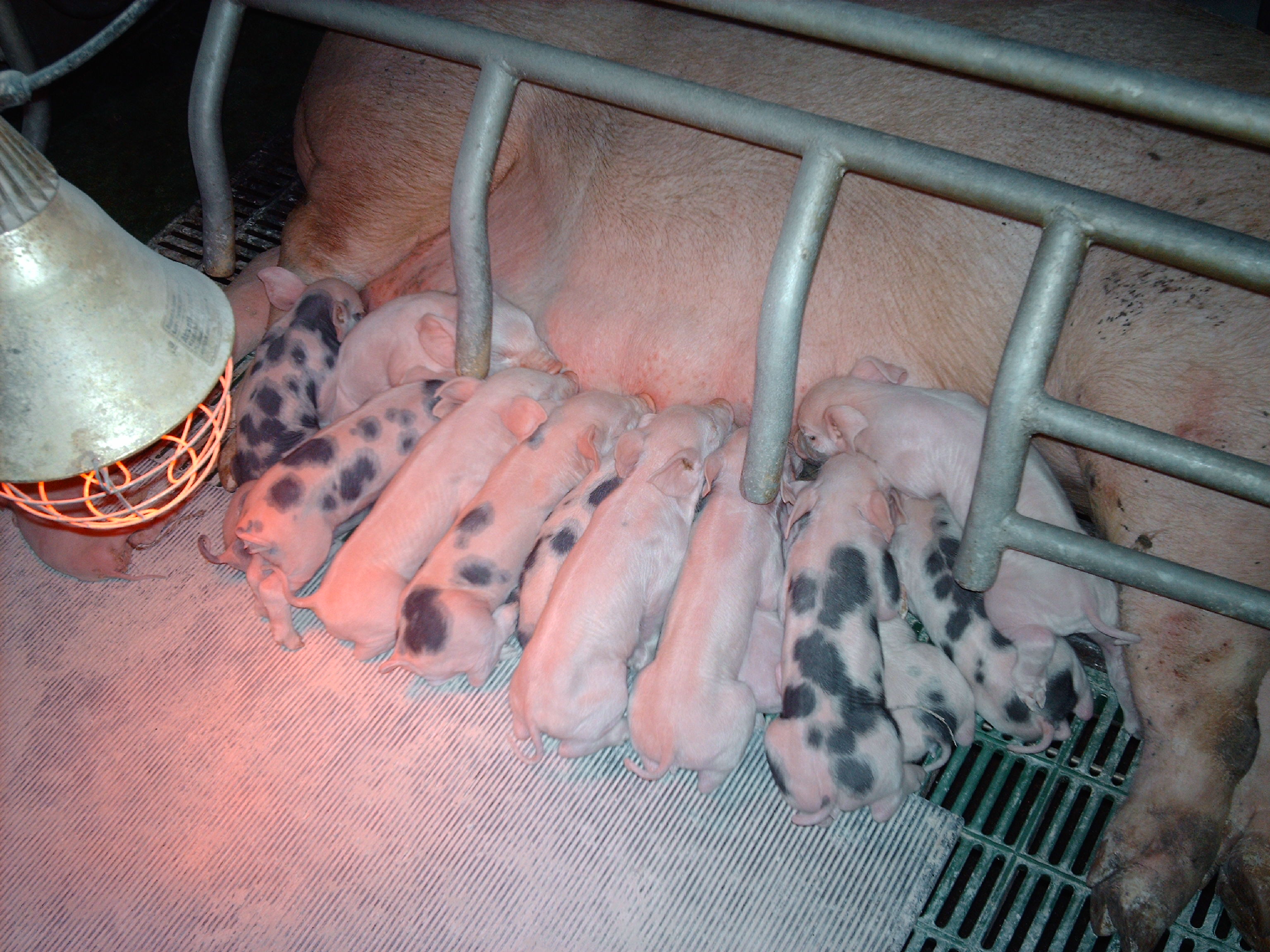 Maximize Pig Production: Mastering Heat Cycle Management - bgssjyp