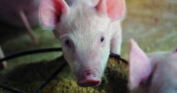 £12.5m Defra sustainable farm-based protein competition opens Piglet feeding