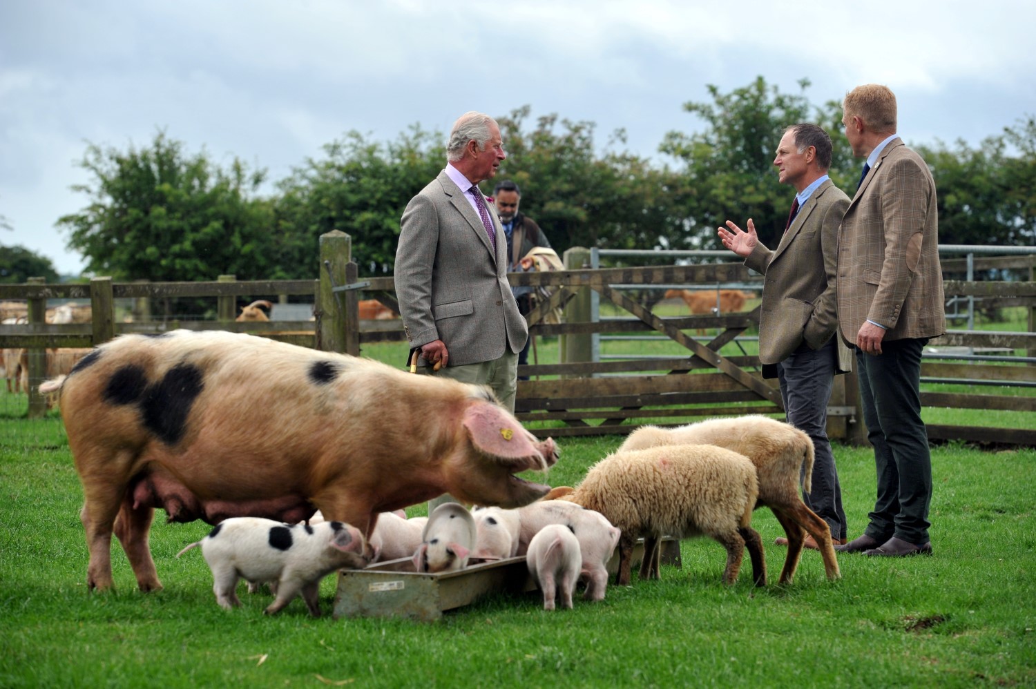 Prince of Wales visits Cotswold Farm Park to discuss rare breed