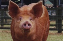 A rare breed, the Tamworth pig. Photo credit: Sarah Rowland