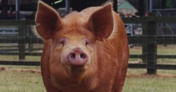 A rare breed, the Tamworth pig. Photo credit: Sarah Rowland