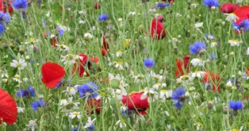 Report highlights social benefits of Countryside Stewardship Facilitation Fund ahead of 31 July application deadline Wildflower-mix-700x336