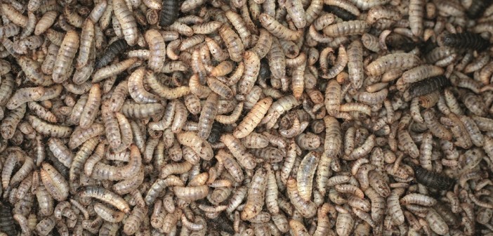 insect protein larave