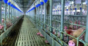 Large pig farm