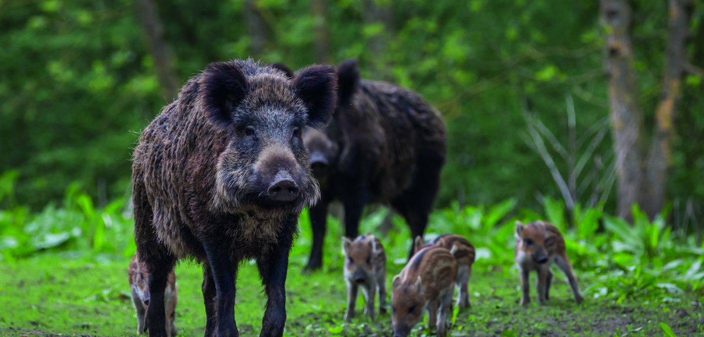 Additional wild boar control measures announced in Brandenburg as confirmed  ASF cases nears 50 | Pig World