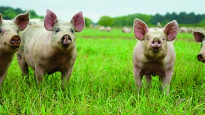 Waitrose is supplied with outdoor-bred pigs from BQP